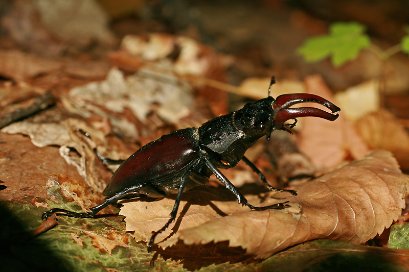 Hirschkäfer Hirschkäfer