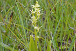 Sumpf-Glanzkraut (Liparis loeselii) © Johannes Reitsamer