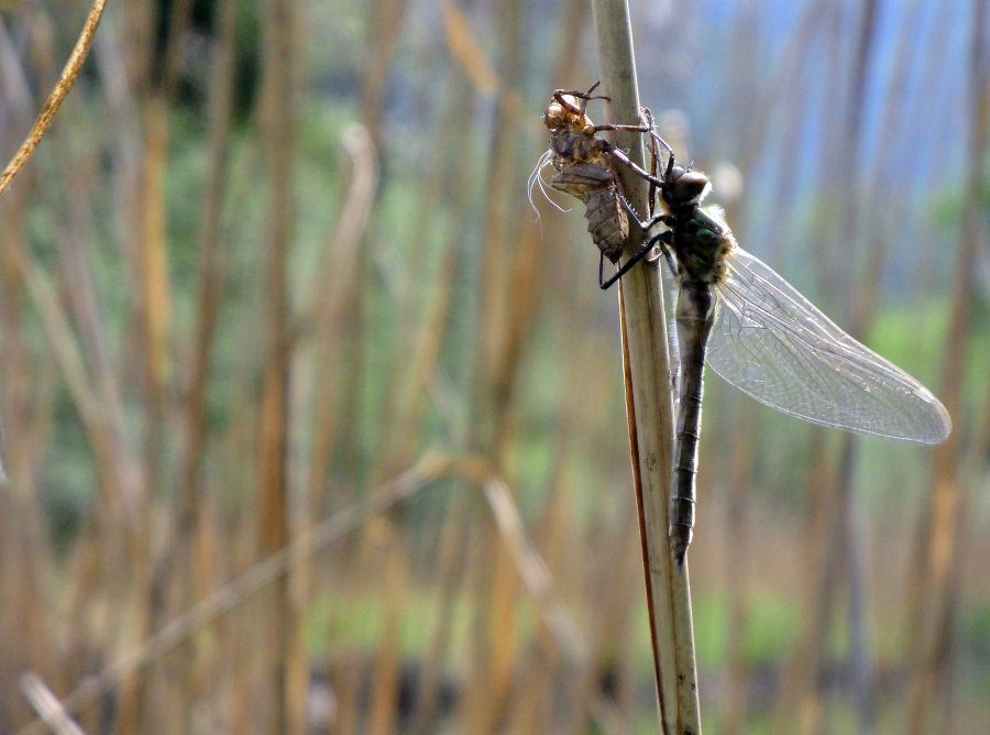 Libelle beim Schlupf