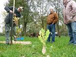 Neue Eichenbestände werden gepflanzt.