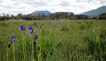 Iris bei Niederstuttern © Johannes Reitsamer