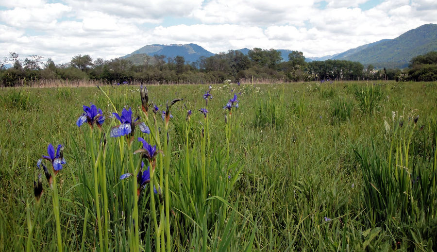 Iris bei Niederstuttern Iris bei Niederstuttern