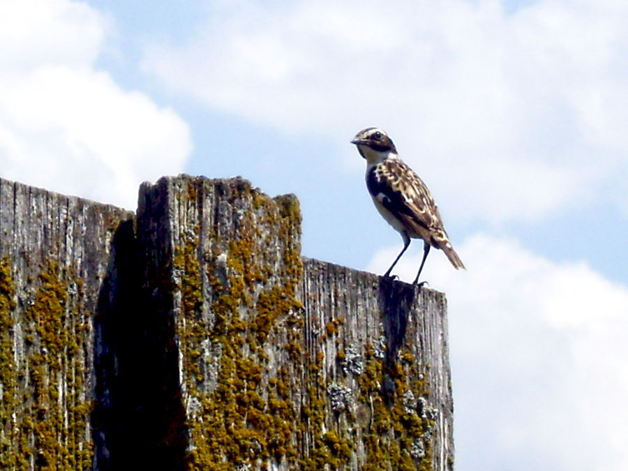 Braunkehlchen