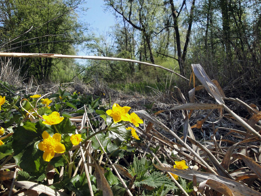 Sumpfdotterblume im Gersdorfer Altarm