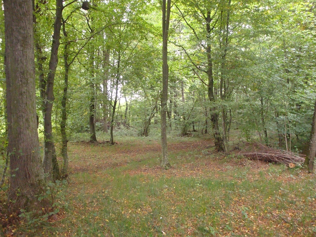 Hainbuchenwald in der Güllitz 