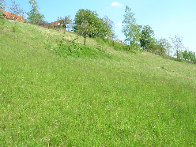 basenreicher Halbtrockenrasen bei Hofstätten