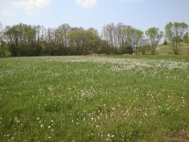 Feuchtwiese bei St. Anna Feuchtwiese bei St. Anna