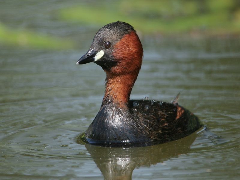 Zwergtaucher 