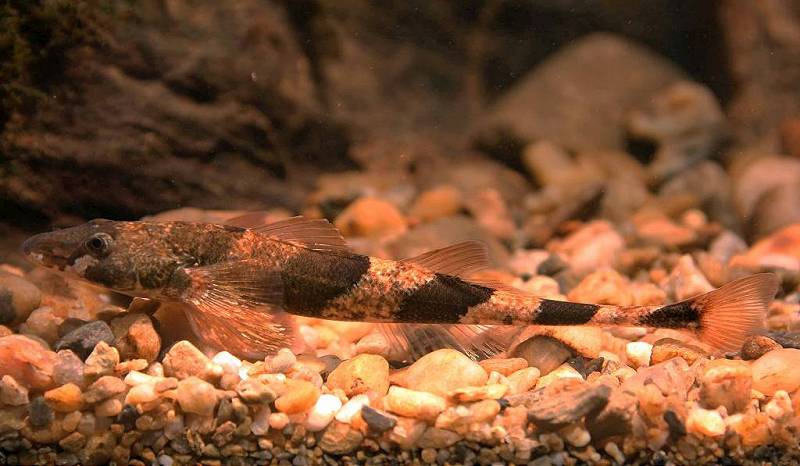 Der Streber, ein Fisch aus der Familie der Barsche, legt seine klebrigen Eier in die Lücken von Kiesbänken