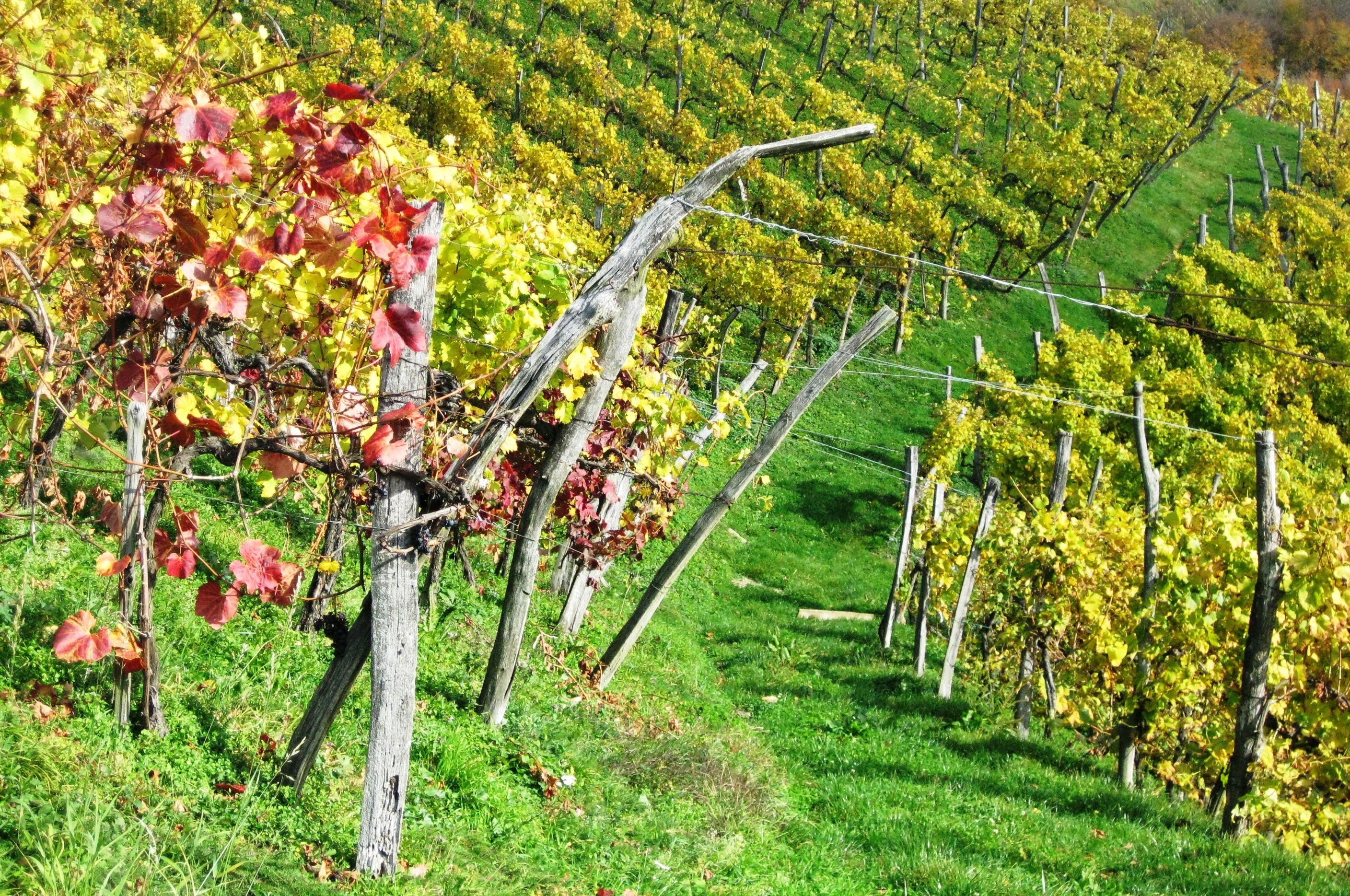 Herbstlicher Weingarten