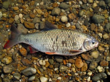 Fischpopulation Fischpopulation