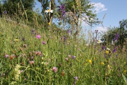 Pflanzen im Lebensraum Gründland Pflanzen im Lebensraum Gründland