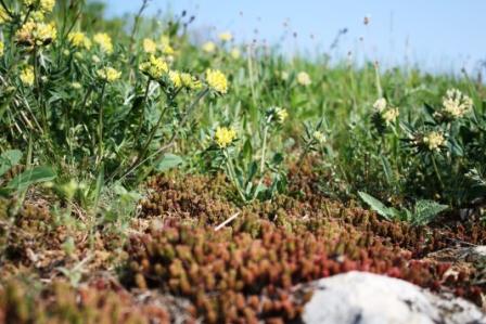 Pflanzen im Lebensraum Gründland Pflanzen im Lebensraum Gründland