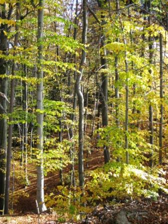 Lebensraum Wald Lebensraum Wald