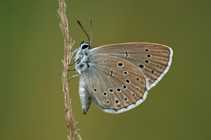 Heller Wiesenknopf-Ameisenbläuling