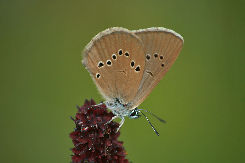 Dunkler Wiesenknopf-Ameisenbläuling