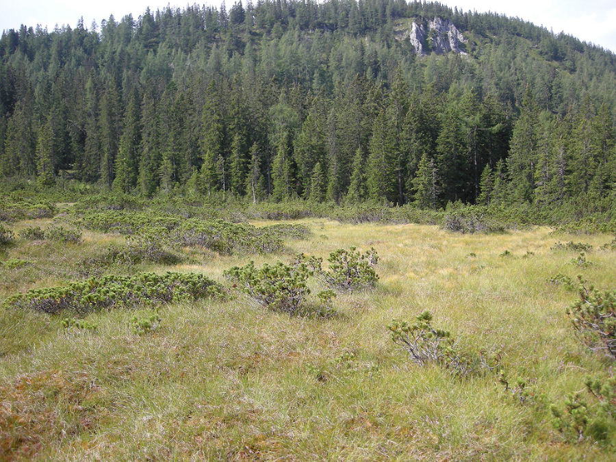 Moorwälder Moorwälder