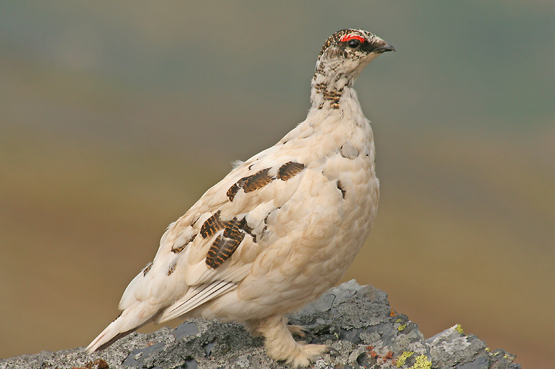 Alpenschneehuhn