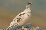 Alpenschneehuhn © Land Steiermark