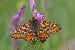 Goldener Scheckenfalter © Land Steiermark