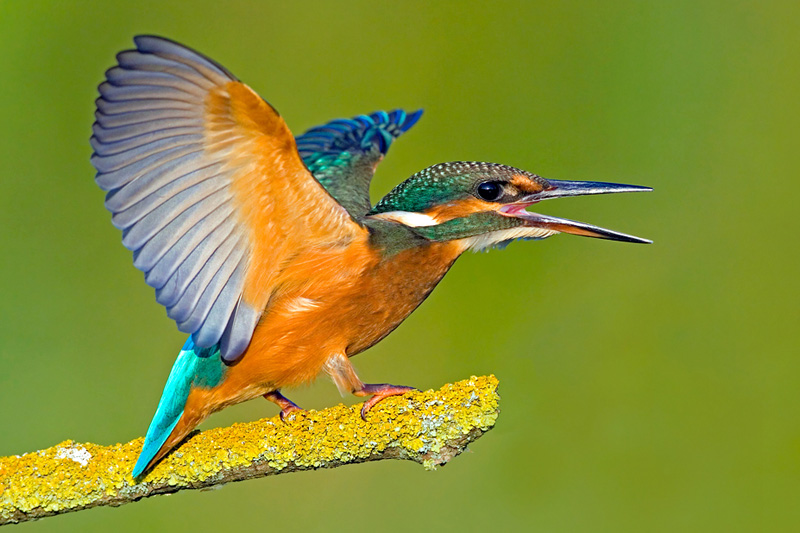 Eisvogel Eisvogel