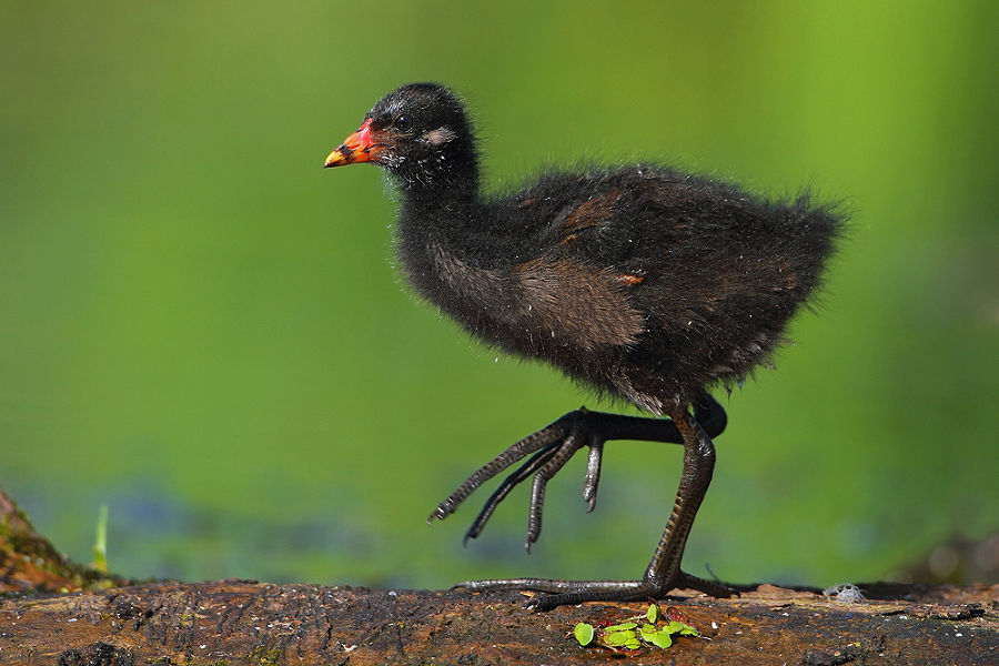 Teichhuhn-Küken 