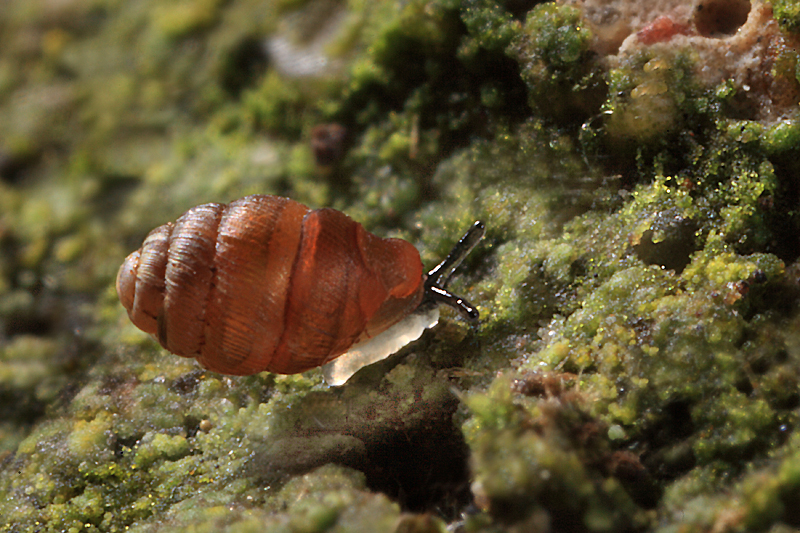 Schmale Windelschnecke