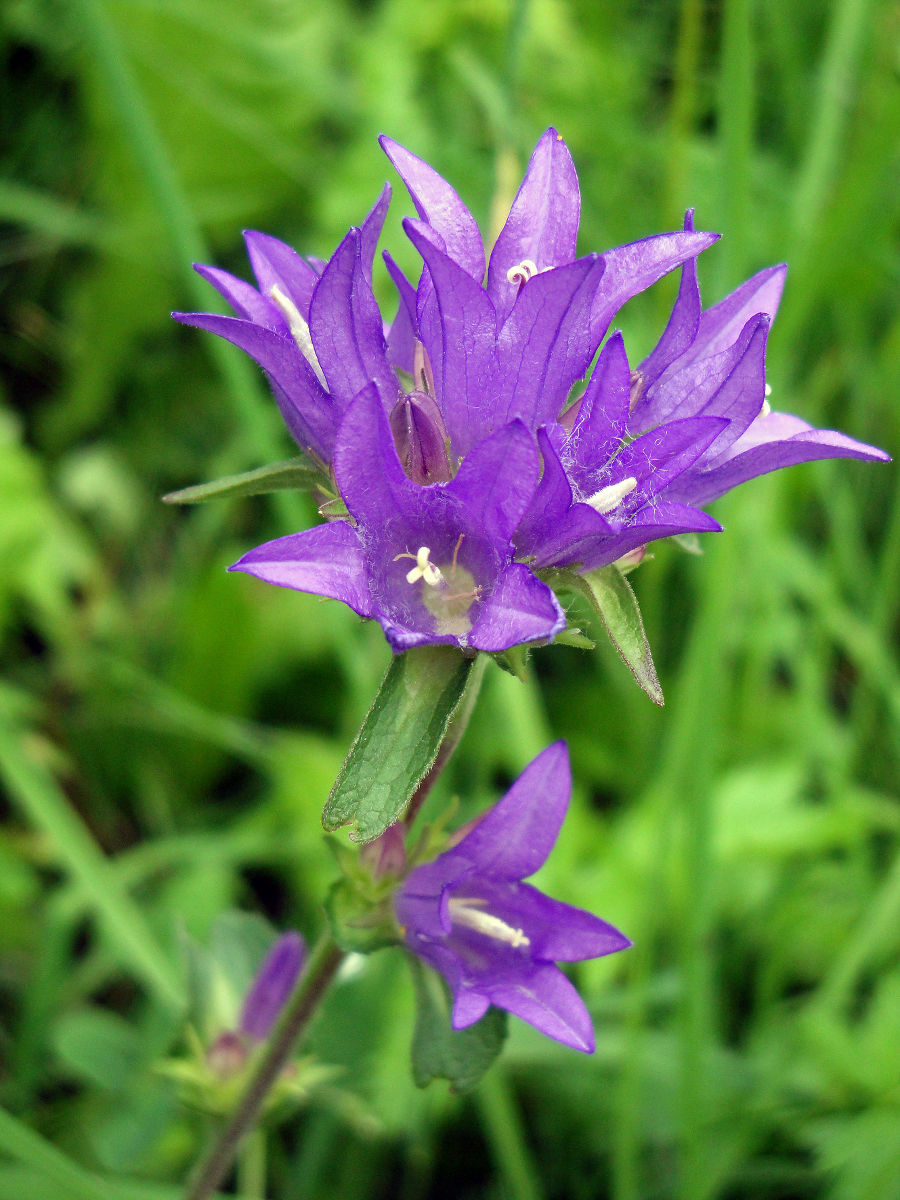 Knäul-Glockenblume (Campanula glomerata) Knäul-Glockenblume (Campanula glomerata)