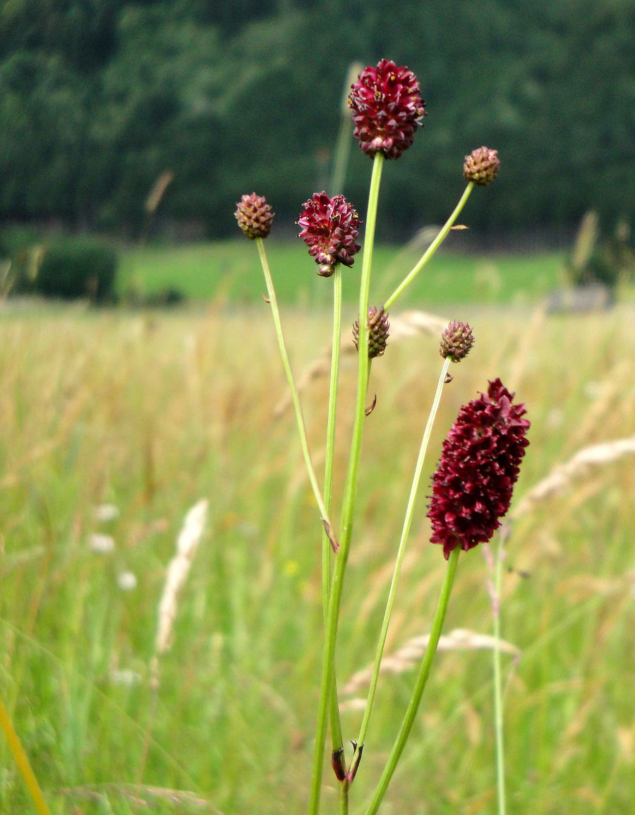Großer Wiesenknopf (Sanguisorba officinalis) Großer Wiesenknopf (Sanguisorba officinalis)
