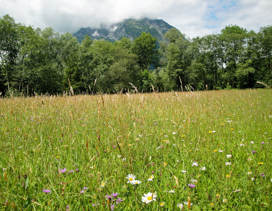 blumenreiche Ennstalwiese