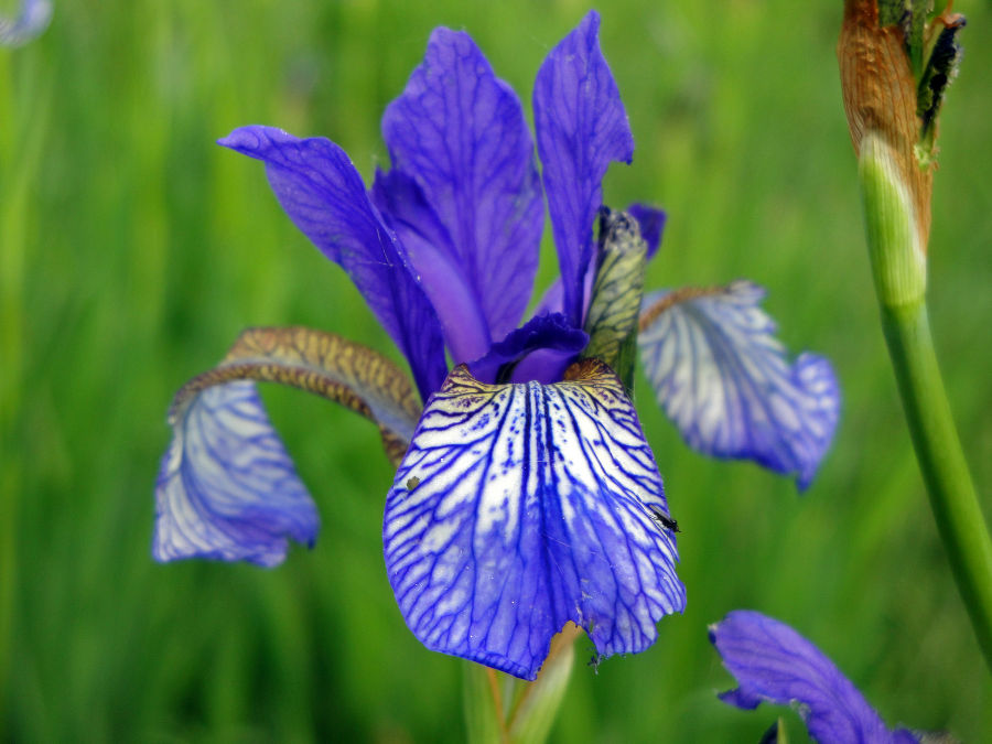 sibirische Schwertlilie (Iris sibirica) sibirische Schwertlilie (Iris sibirica)