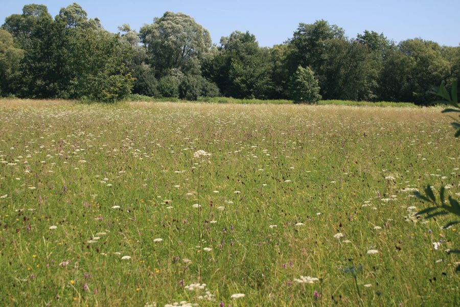 Magere Flachlandmähwiese