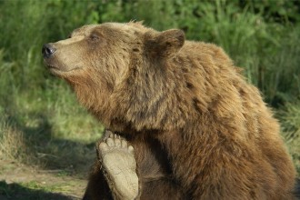 Braunbär