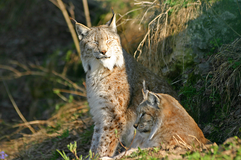 Luchs