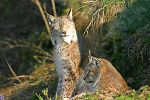 Luchs © Land Steiermark