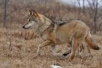 Wolf © Land Steiermark