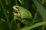 Europäischer Laubfrosch © Land Steiermark