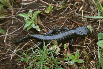 Alpensalamander