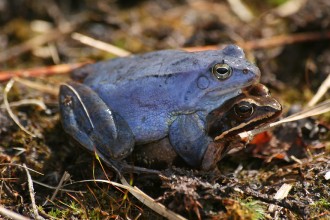 Balkan-Moorfrosch