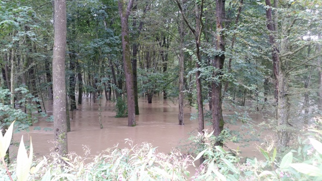 Bild vom Damm in die überschwemmte Au