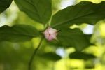 Euonymus-latifoia © Land Steiermark