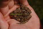 Gruenfrosch in Hand © Land Steiermark