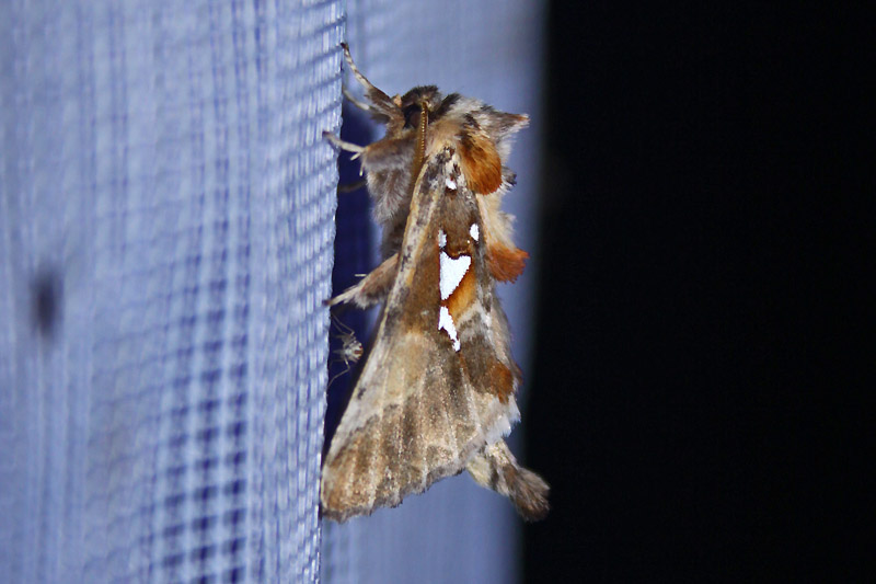 Silberfleck-Zahnspinner Silberfleck-Zahnspinner