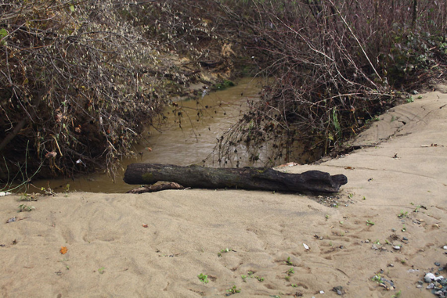 Sandablagerungen und Treibholz