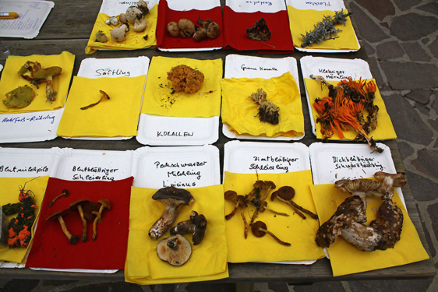 Auswahl der ausgestellten Pilze Auswahl der ausgestellten Pilze