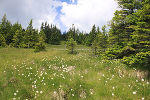 Durchströmungsmoor am Südabhang des Wechsels © Land Steiermark