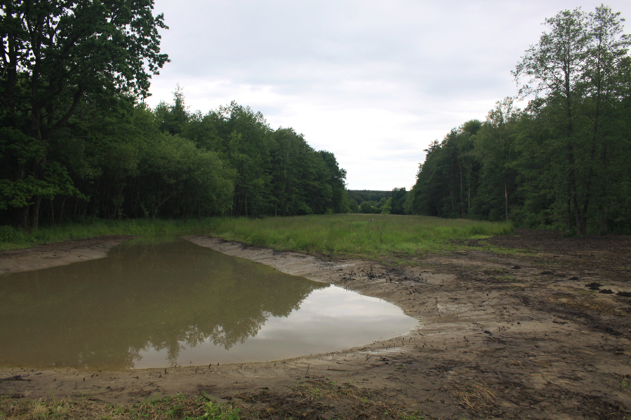 Östlicher Teich nach zwei Tagen Östlicher Teich nach zwei Tagen