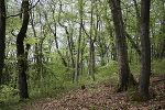 Eichen-Hainbuchen-Wald